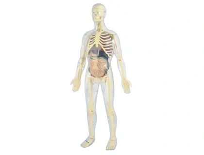 Jeu miniland anatomie humaine 45 pièces 56cm — Non classé